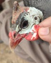 Helmeted Guineafowl head closeup