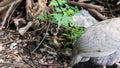 Halmeted guineafowl hen with her chicks