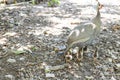 helmeted guineafowl hen with her newborn chicks Royalty Free Stock Photo