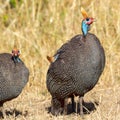 Helmeted Guineafowl - Humerous Royalty Free Stock Photo