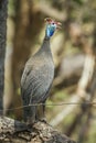 Helmeted guineafowl in Kruger National park, South Africa