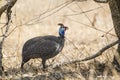 Helmeted guineafowl in Kruger National park Royalty Free Stock Photo