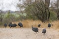 Helmeted guineafowl in Kruger National park