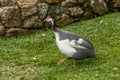 Helmeted guineafowl loose in the yard Royalty Free Stock Photo