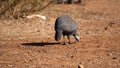 Helmeted guineafowl near a watering hole Royalty Free Stock Photo