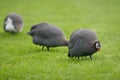 Helmeted Guineafowl / Numida Meleagris