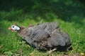 Helmeted Guineafowl (Numida meleagris)