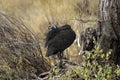 Helmeted guineafowl, numida meleagris, Adult grooming, Masai Mara Park, Kenya