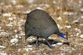 Helmeted Guineafowl, numida meleagris, Adult looking for Food, Kenya