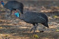 Helmeted Guineafowl - Numida meleagris guineafowl bird family, Numididae, genus Numida. Native to Africa south of Sahara,