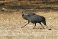 Helmeted Guineafowl - Numida meleagris guineafowl bird family, Numididae, genus Numida. Native to Africa south of Sahara,