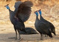 Helmeted Guineafowl - Numida meleagris guineafowl bird family, Numididae, genus Numida. Native to Africa south of Sahara,