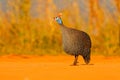 Helmeted guineafowl, Numida meleagris, bird on gravel road. Wildlife scene from African nature, Kruger NP, South Africa, wildlife Royalty Free Stock Photo