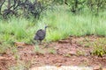 Helmeted guineafowl Numida meleagris bird sitting on the road, surrounded dry grass, Cape Town, South Africa Royalty Free Stock Photo