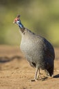 Helmeted Guineafowl (Numida meleagris) Botswana