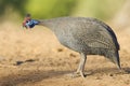 Helmeted Guineafowl (Numida meleagris) Botswana