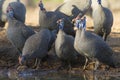 Helmeted Guineafowl (Numida meleagris), drinking, Botswana