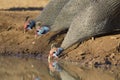 Helmeted Guineafowl (Numida meleagris), drinking, Botswana