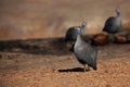 The helmeted guineafowl Numida meleagris in the dry savanna