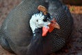 Helmeted Guineafowl Numida Meleagris f. Domestica Lying on Ground Royalty Free Stock Photo