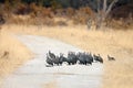 The helmeted guineafowl Numida meleagris flock of birds on the road in national park