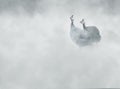 Helmeted guineafowl Numida meleagris in the fog, Royalty Free Stock Photo