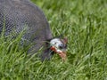 Helmeted guineafowl Numida meleagris Royalty Free Stock Photo