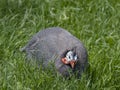 Helmeted guineafowl Numida meleagris Royalty Free Stock Photo