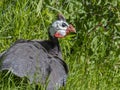 Helmeted guineafowl Numida meleagris Royalty Free Stock Photo