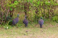 Helmeted guineafowl Numida meleagris on green meadow in Serengeti national park, Tanzania Royalty Free Stock Photo