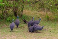 Helmeted guineafowl (Numida meleagris) on green meadow in Serengeti national park, Tanzania Royalty Free Stock Photo