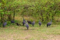 Helmeted guineafowl (Numida meleagris) on green meadow in Serengeti national park, Tanzania Royalty Free Stock Photo