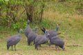 Helmeted guineafowl Numida meleagris on green meadow in Serengeti national park, Tanzania Royalty Free Stock Photo