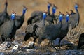 Helmeted Guineafowl, numida meleagris, Group in Kenya