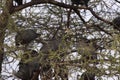 Helmeted Guineafowl, numida meleagris, Group standing in Tree, Masai Mara Park in Kenya