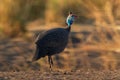 Helmeted Guineafowl - Numida meleagris guineafowl bird family, Numididae, genus Numida. Native to Africa south of Sahara,