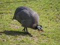 Helmeted guineafowl Numida meleagris Royalty Free Stock Photo