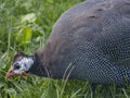 Helmeted guineafowl Numida meleagris Royalty Free Stock Photo