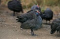 HELMETED GUINEAFOWL numida meleagris, KENYA