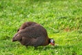 Helmeted guineafowl Numida meleagris