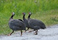 The helmeted guineafowl Numida meleagris is native  African bird Royalty Free Stock Photo