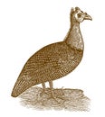 Helmeted guineafowl numida meleagris in profile view