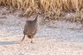 Helmeted guineafowl, Numida meleagris, running in Northern Namibia Royalty Free Stock Photo