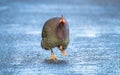 Helmeted guineafowl Numida meleagris running Royalty Free Stock Photo