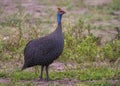 Helmeted guineafowl Numida meleagris