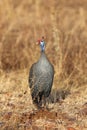 The helmeted guineafowl Numida meleagris standing in the yellow grass Royalty Free Stock Photo
