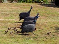 Helmeted guineafowls with their chicks