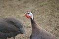 Helmeted Guineafowl - Numida meleagris