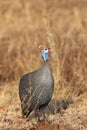 The helmeted guineafowl Numida meleagris in yellow grass in the savanna Royalty Free Stock Photo