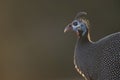 Helmeted Guineafowl portrait with blurred background.